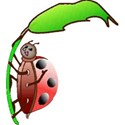 ladybug