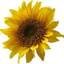 sunflower01