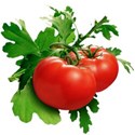 tomatoes copy
