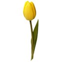 tulip yellow