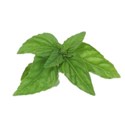 basil