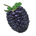 blackberry 01
