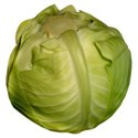 cabbage