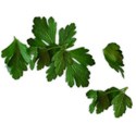 parsley