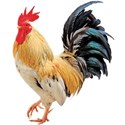 rooster