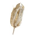 columbine seedpod 01.2