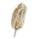 columbine seedpod 01