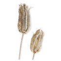 columbine seedpods