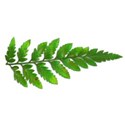 fern 03 (2)