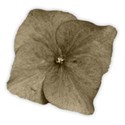hydrangea petal darker