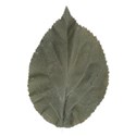 hydrangea leaf