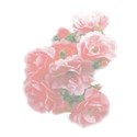 rose transparent 02