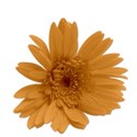 flowerorange