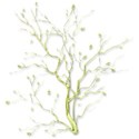 oak 4