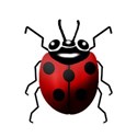 lady bug 2