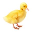 ducky 01