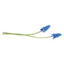 grape hyacinths