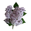 grandmas lilac