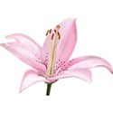 lily pink