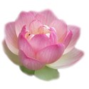 lotus blossom