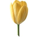 tulip 02