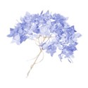 hydrangea head blue