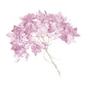hydrangea head pink