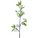 apple blossom branch