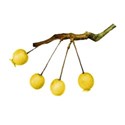 branch crab apples yellow