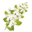 branch blossom white