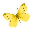 butterfly yellow dot
