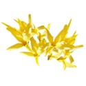 forsythia 01