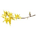 forsythia 02