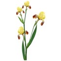 iris clump