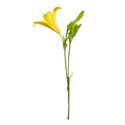 lily yellow 01