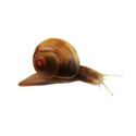 snail