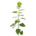 sunflower stalk