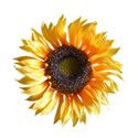 sunflower nice