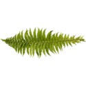 fern