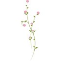 Stems