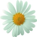 My daisy 2c