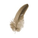 nother feather SLCU18-11