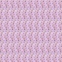 Iris 1c