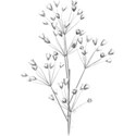babysbreath2