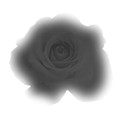 black rose 3 transparent