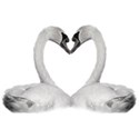 swan heart