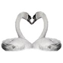 swan heart