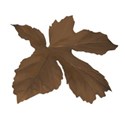 leaf dk brown