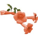 trumpet vine