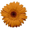 flowerorange